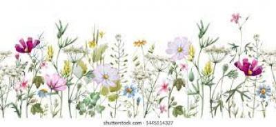 Wild Flower Seed Giveaway